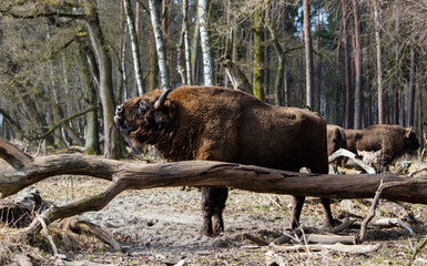 Stado Polskich żubrów na wiosennej polanie starego  lasu © kubikactive
