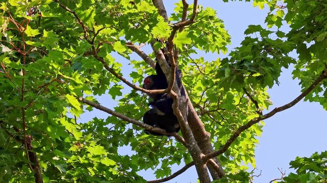 The black-headed spider monkey, Ateles fusciceps is a species of spider monkey, a type of New World monkey, from Central and South America.