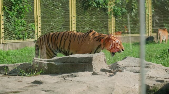 Tiger prowling zoo enclosure under sunlight, adult bengal tiger walking along concrete ledge, pausing to sniff grass near wire fence, muscles rippling, orange coat and black stripes vivid, captive