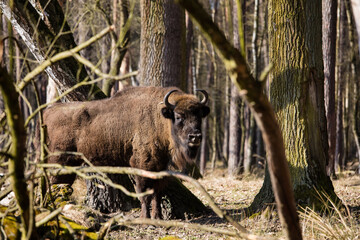 Stado Polskich żubrów na wiosennej polanie starego  lasu © kubikactive