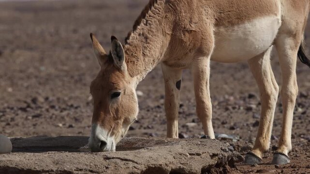 Iranian onager (Asiatic wild ass) walking and grazing in arid desert landscape, wildlife in Iran, natural habitat, close up and wide shots