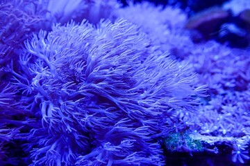 Vibrant underwater scene with glowing blue sea anemone , showing intricate delicate polyps in a marine environment © Henk