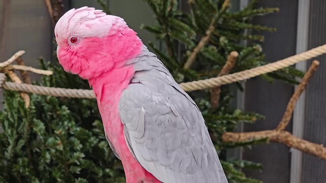 Close up of a  rose-breasted cockatoo, galah cockatoo, roseate cockatoo head sitting on a rope a looking around