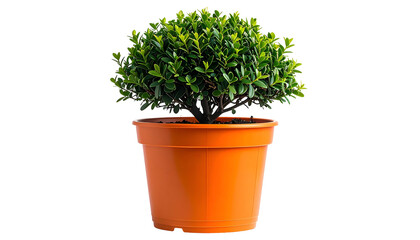 Fototapeta premium A small, rounded green shrub sits in a vibrant orange ceramic pot against a black backdrop