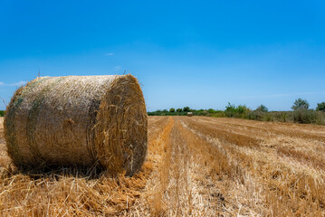 hay bales in the field © Dejan