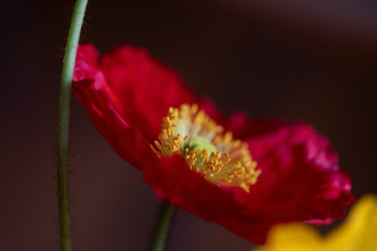 close up of red Iceland poppy 2
