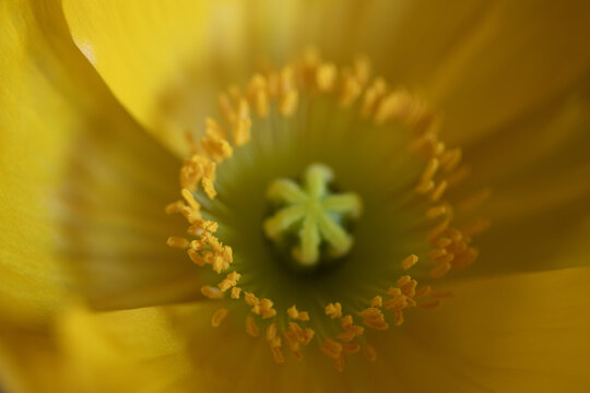 close up of yellow Iceland poppy