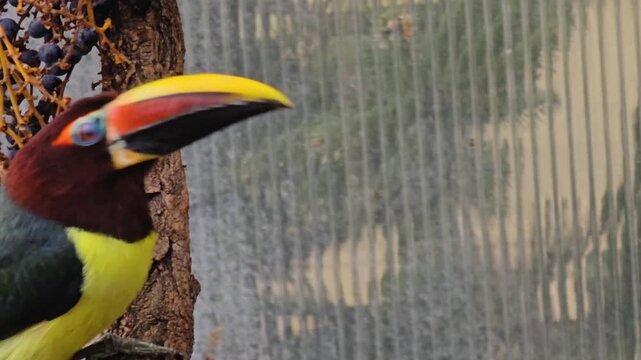 Close up of a small toucan bird sitting on a tree branch and looking around on a cloudy spring day