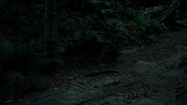 Ominous forest path under heavy shadows, twisted roots and thick ferns, cinematic lowkey lighting building suspense, tense silence suggesting unseen presence