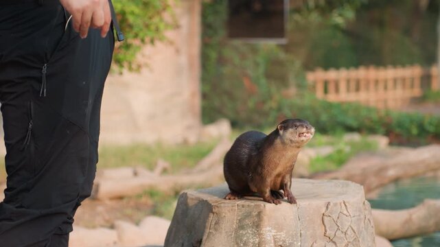 Otter begging beside zookeepers legs on stump, playful interaction with upright posture and vocal call for treat, textured wet fur and whisker movement, enclosure exhibit setting with naturalistic