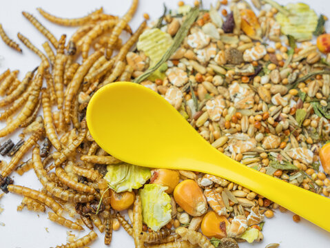 Close-up of natural pet food ingredients, including mixed seeds and protein-rich dried insect larvae, with plastic yellow scoop, perfect for marketing rodent, reptile, or poultry treats