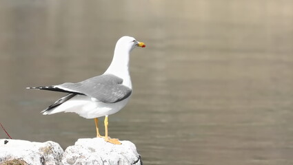 Obraz premium Yellow-legged gull on rock, Larus michahellis, birds of Bosnia and Herzegovina
