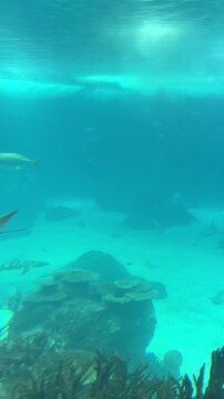 Large manta ray gliding gracefully through blue water above sharks and coral formations inside a public aquarium tank. 