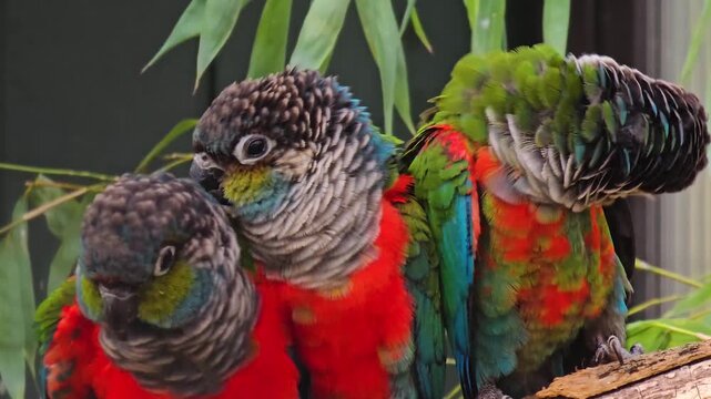 Close up of three scarlet belly parrots resting on a branch and looking around