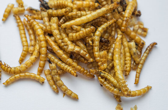 High-quality dried mealworms (Tenebrio molitor) on a white background, a sustainable and protein-rich superfood for human consumption, animal feed, and wild bird nutrition concepts