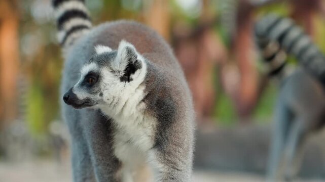 Watchful lemur in sunlit enclosure, alert scout behavior with raised tail, slow walk across stone path, vivid orange eyes and soft graybrown fur, wooden fence backdrop, warm late afternoon light,