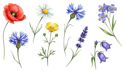 Wildflower collection png poppy daisy cornflower bluebell lavender forget-me-not hand painted transparent image