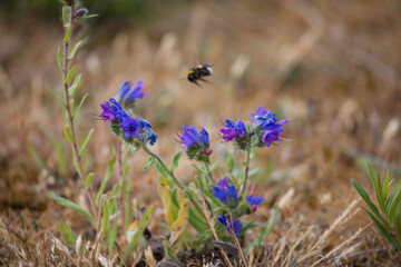 Bumblebee Flying Towards Purple Vipers Bugloss Flowers in Saaremaa, Estonia © Birute Vijeikiene