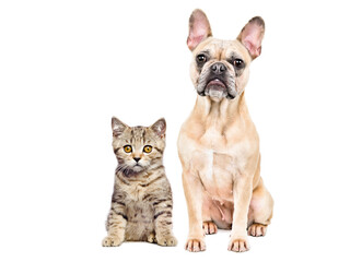 Obraz premium Cute French bulldog and Scottish Straight kitten sitting together isolated on white background