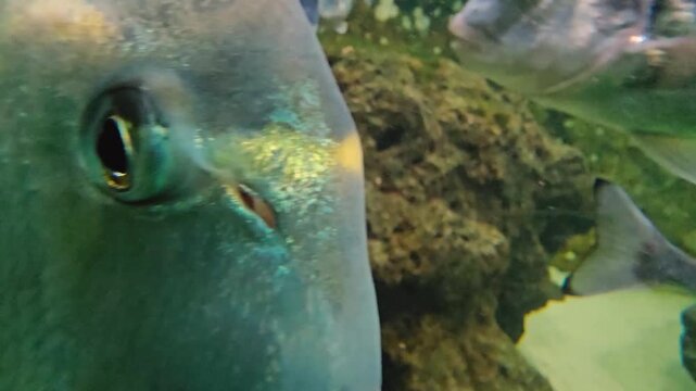 Close up of a school of yellow snapper fish swimming around a coral reef underwater