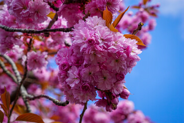 Prunus Kanzan Japanese flowering cherry blossoms against blue sky in early April, southern England