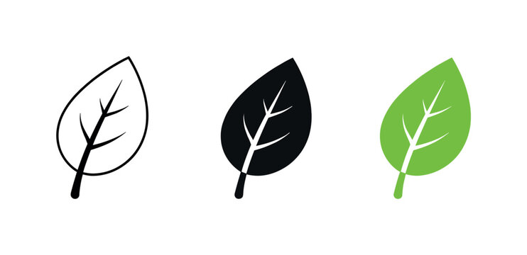 Environmental harmony concept shown as a single leaf with smooth edges and a central vein clearly visible as a natural symbol of