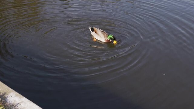 male mallard duck eating piece of bread in pond