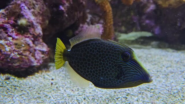 Close up of a beautiful and colorful trigger fish floating in front of a reef underwater 