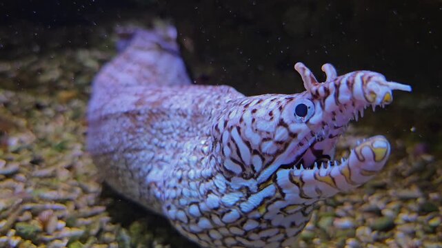 Close up head of an leopard eel head underwater opening his mouth