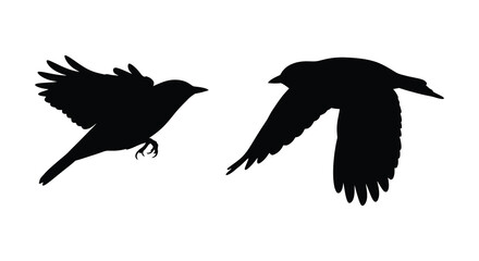 Obraz premium Silhouettes of two birds in flight against a white background