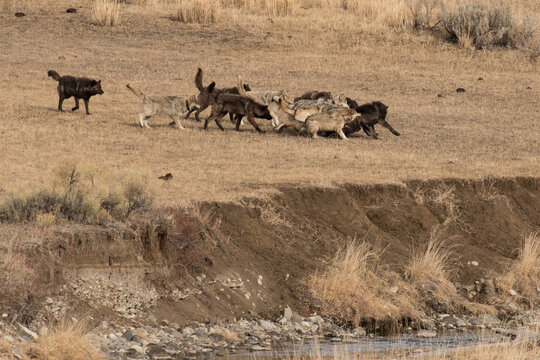 The Wapiti Lake Pack