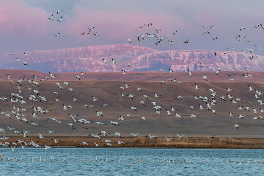 Dawn Flight