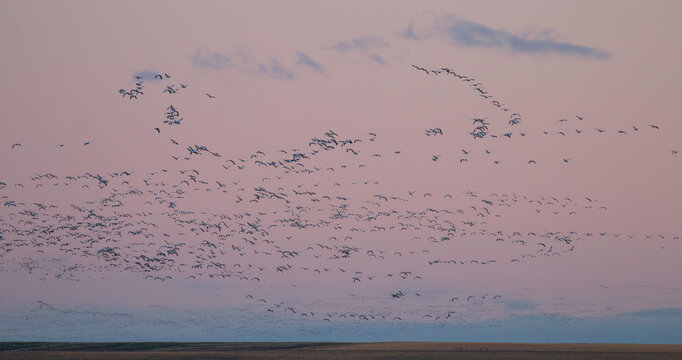 Abundant Snow Geese
