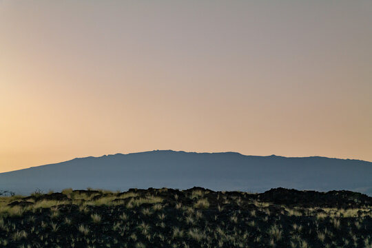 Cenchrus setaceus, crimson fountaingrass. Alkalic basalt Lava flows from Hualālai Volcanics. near Kiholo Bay, Big Island, Hawaii. In the distance is the Hualālai (Shield volcano).