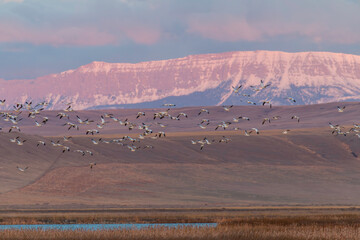 Snow geese flying out to feed for the day from Freezeout Lakes, Montana © mtnmichelle
