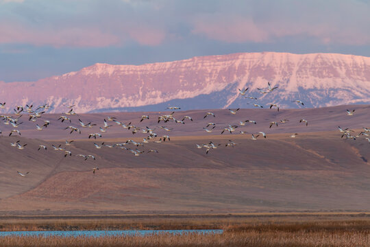 Snow geese flying out to feed for the day from Freezeout Lakes, Montana