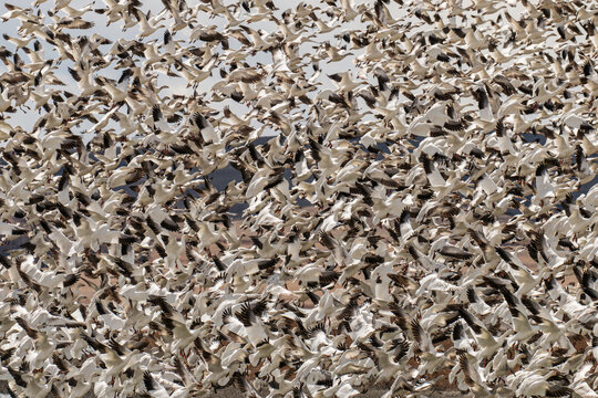 Snow Geese flushed