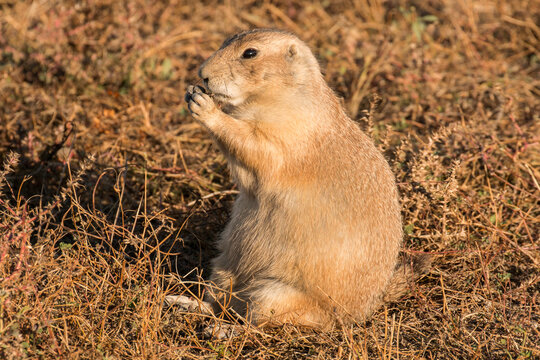 Prairie Dog at sunset