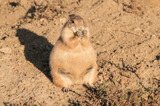 Fat prairie dog