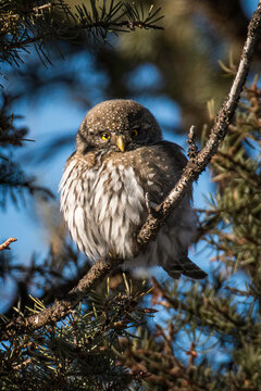 Pygmy Owl