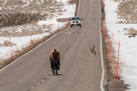 Wolf chasing bison down the road