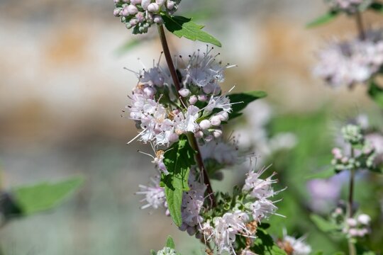 Close up of white caryopteris flowers in bloom