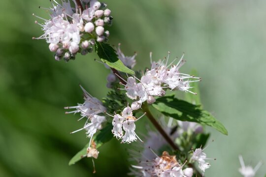 Close up of white caryopteris flowers in bloom