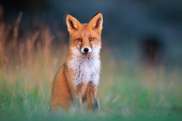 Fototapeta premium Wild red fox, vulpes vulpes, foraging in a meadow