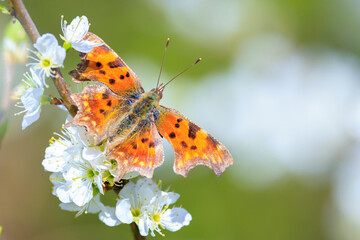 Comma butterfly Polygonia c-album feeding nectaron white flowers © Sander Meertins