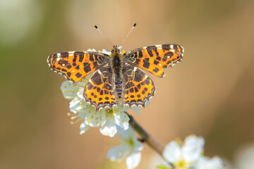 Obraz premium The map butterfly, araschnia levana, close-up portrait