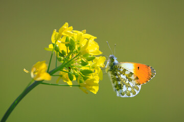 Anthocharis cardamines Orange tip male butterfly feeding on rapeseed flowers © Sander Meertins
