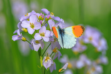 Anthocharis cardamines Orange tip male butterfly feeding on cuckoo flowers © Sander Meertins