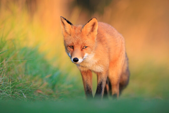 Wild red fox vulpes vulpes during sunset
