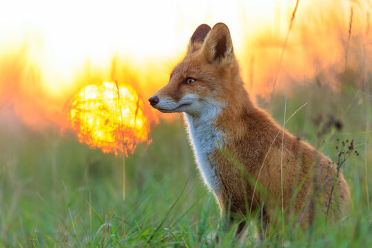 Wild red fox vulpes vulpes during sunset